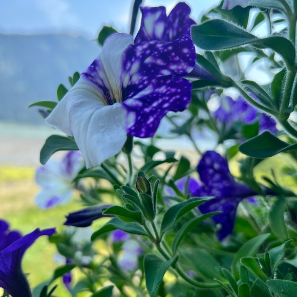 Meet your Posher, Randi - Picture 5 of 7